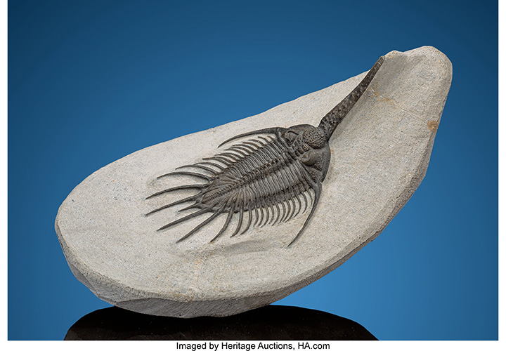 Trilobite Fossil Psychopyge sp