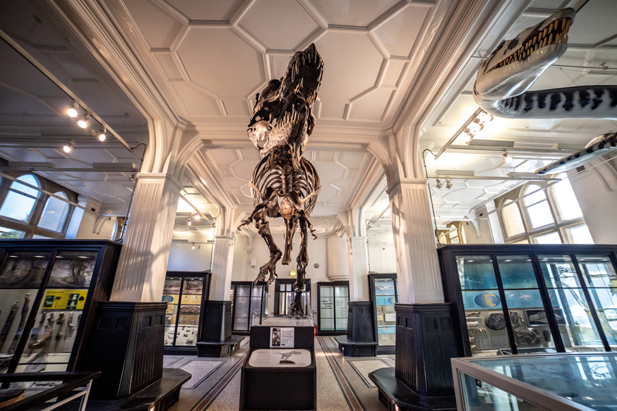 T-Rex at Manchester Museum, photo by Manchester Museum